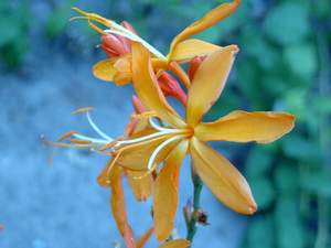 Crocosmia aurea